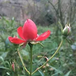 Bed & Breakfast De La Bastide - Cabania Pays Cathare Camps-sur-l'Agly